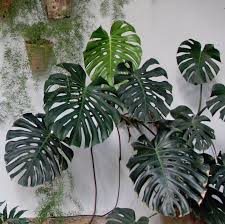 Create a new document (file > new) with 850 px width and 850 px height. Monstera Deliciosa Growing And Design Tips For A Tropical Houseplant