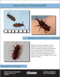 How to prevent get rid of grain weevils kitchn. Stink Bugs Of The Midwest