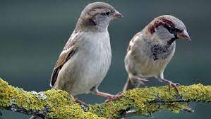 Item specificsmarke :markenlosmpn :nicht zutreffendherstellernummer :nicht zutreffendean :nicht zutreffendbrand :unbrandedproduktart :garten vogel 313634402379 Heimische Gartenvogel Bilder Haufig Vorkommender Arten Ndr De Ratgeber Garten