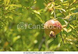 Is this typical if some. Close Up Pomegranate Tree And Fruit With Green Leaves In Nature Canstock