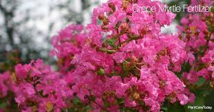 When And How To Fertilize Crepe Myrtles