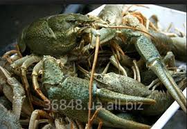 Raki I Moreprodukty Ot Kompanii Romanovy Raki Cherkassy Ukraina