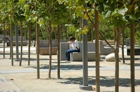 Tree Allee In Dg Dream Backyard Mission Bay University Of California