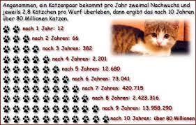 Die katze entlaufen oder trächtig ist. Britisch Kurzhaar Katze Kastrieren Tiere Katzen Artgerechte Haltung