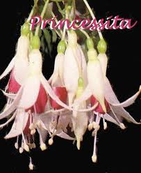 I always grow fuchsia plants on my front porch for the hummingbirds. Northwest Fuchsia Society Posts Facebook