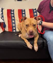 Female Dogs Need a New Home in Villa Rica, Georgia