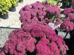 Garden center in with addresses, phone numbers, and reviews. Gardening Centers Madison Me Lakewood Nursery