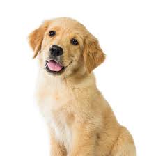 Golden Retriever Puppies Petland Summerville