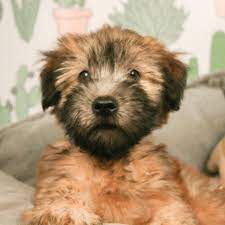 It is always eager to make new friends. ØªØ¹Ø§Ø·Ù Ø¹Ø·Ù ØªØ­Ø§Ø¶Ù† ÙŠØµÙ„ Ø¹Ø±Ø¨ Soft Coated Wheaten Terrier Puppies For Sale Psidiagnosticins Com