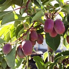 Image result for foto minikiwi