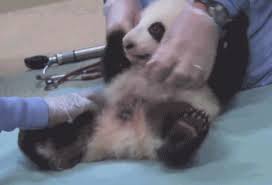 New Trending Gif On Giphy Baby Bear San Diego Zoo Bear Gif