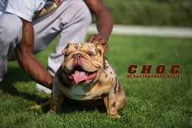 See more ideas about bulldog, english bulldog, dogs. About Exotic English Bulldog Puppies Https Topnotchexoticbullies Com