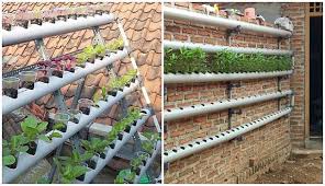 Budidaya tanaman buah dalam pot. Lebih Menguntungkan Inilah Cara Mengelola Lahan Sempit Di Rumah Agar Menjadi Mesin Uang Boombastis Com Line Today