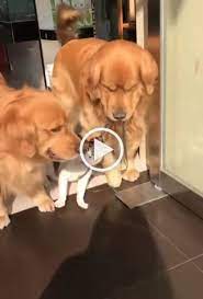 Come On Let S Go Get Some Sun Cats Dogs Funny Cat And Dog Videos Cute Cats Dogs Golden Retriever