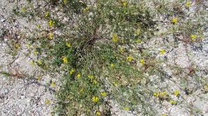 Image result for Leptoderris goetzei