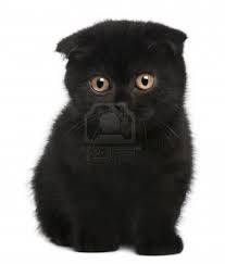 Scottish Fold Kitten 11 Weeks Old Sitting In Front Of White Cat Scottish Fold Scottish Fold Kittens Scottish Fold
