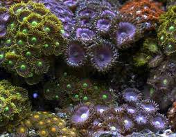 Zoanthids Zoanthid Care And Pictures Of The Button Polyps