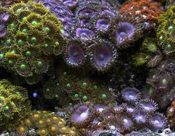 zoanthids zoanthid care and pictures of the button polyps