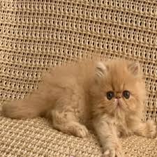 Maybe you would like to learn more about one of these? Buy Persian Kittens Online Best Cat Breeders 4 Home