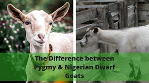 Nigerian Dwarf Goats Vs Pygmy Goats Whats The Difference