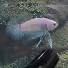 Dari namanya, cupang plakat ini menjadi salah satu jenis ikan cupang aduan. Sjsb Betta Jogja Laman 2 Selamat Datang Di Www Cupanghiaskendari Wordpress Com Dihalaman Ini Kami Menyediakan Segala Informasi Mengenai Ikan Cupang Serta Melayani Penjualan Berbagai Jenis Ikan Cupang Hias Halfmoon Plakat Crowntail Double