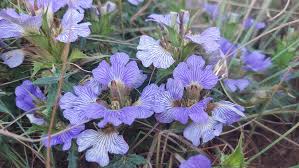 Image result for Blepharis diversispina