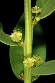 Image result for Clutia