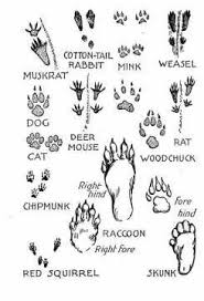 Paw Print Identification Chart Animal Activities For Kids
