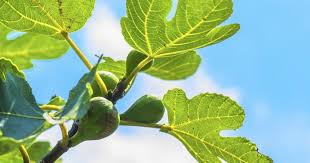 Check spelling or type a new query. Nutrition Benefits Of Fig Leaves Livestrong Com Figs Benefits Fig Leaf Tea Fig Nutrition