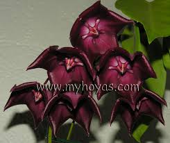 Green tabs = cuttings are available for sale at this time. Hoya Macgillivrayi Pandanus Creek