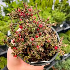 Image result for Cotoneaster