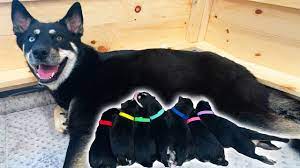 Border collie puppies border collie puppy cute puppies puppies playing puppy bordercollie dog giving birth puppies being born border collie. Helping My Pregnant Dog Give Birth To 7 Puppies Youtube