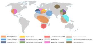 Image result for Orthosiphon schimperi