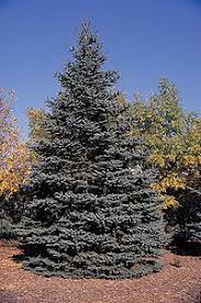 Idaho state tree western white pine is included in the soft pine species because it contains 5 needles in the bundle. List Of U S State And Territory Trees Wikipedia