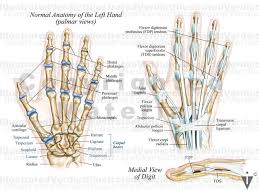 Image result for Normal Anatomic Position of the Hand and Wrist