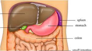 Email will be sent to What S The Average Capacity Of A Human S Stomach Literally How Much Can One Stomach Quora