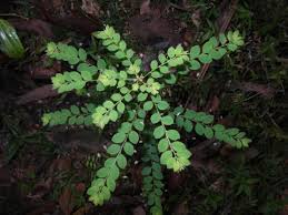 Image result for Phyllanthus tenellus