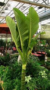 Dieffenbachia Big Ben