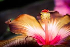 Check spelling or type a new query. Hibiscus A Healthy Beverage From Flower To Cup Sencha Tea Bar