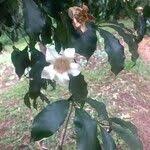 Image result for Rothmannia manganjae