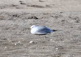 We did not find results for: Hutchinson Island Amy S Bird Blog