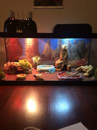 Bearded Dragon Habitat Bearded Dragon Care Baby Bearded Dragon Bearded Dragon Terrarium Ideas