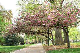 These beauties love the heat. Spring In Chapel Hill Justinsomnia