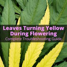 Check spelling or type a new query. Leaves Turning Yellow During Flowering Troubleshooting Guide Grow Light Info