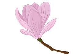 Magnolia Vector Magnolia Flower Magnolia Svg Flowers Svg 990258 Illustrations Design Bundles Magnolia Flower Illustration Vector Illustration