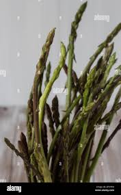 Image result for Asparagus petersianus