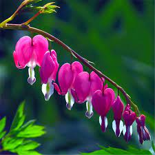 Us 2 99 Egrow 100pcs Pack Bicuculline Seeds Rose Heart Shape Tenderness Flower Home Office Potted Plants Gardening From Home And Garden On Banggood Com Tenderness Flower Bicuculline Plants