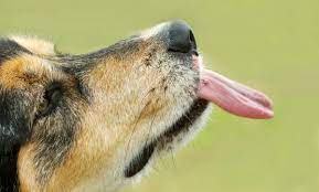 Why Does My Dog Lick The Air