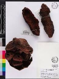 Image result for Carapa procera