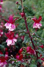 Fuchsia Prosperity D Fuchsia Prosperity Rhs Gardening Fuchsia Flowers Fuchsia Garden Fuchsia Flower